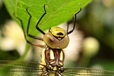 Blaugrüne Mosaikjungfer  (22).jpg